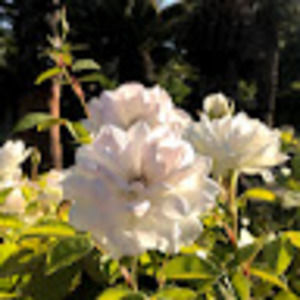 Meet your Posher, Melanie